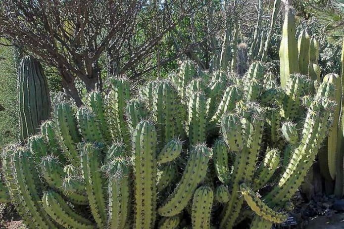 Cactus Candélabre