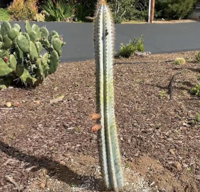 Cactus Colonne