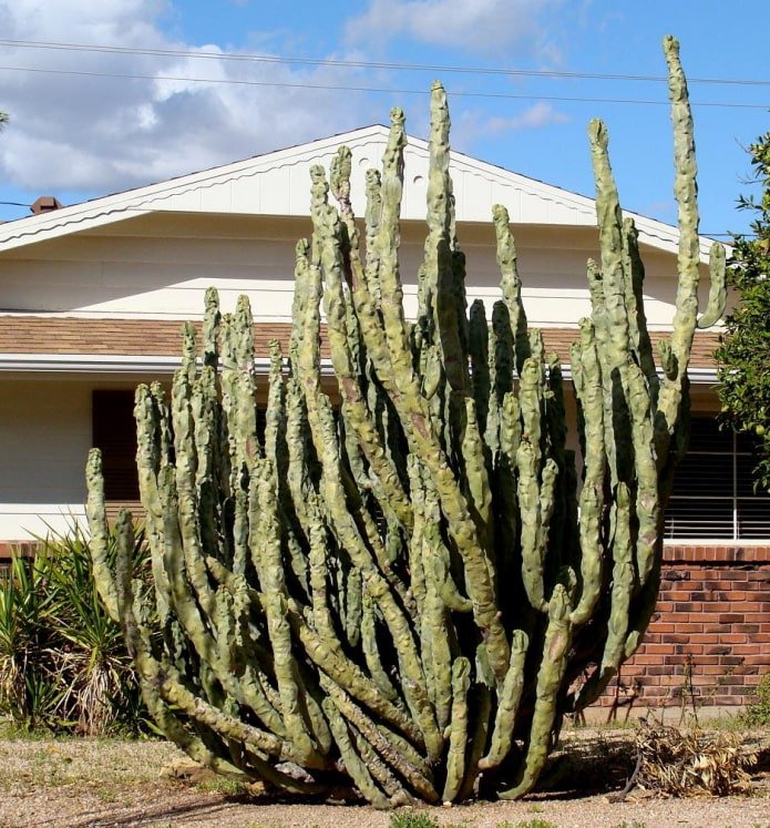Cactus Totem