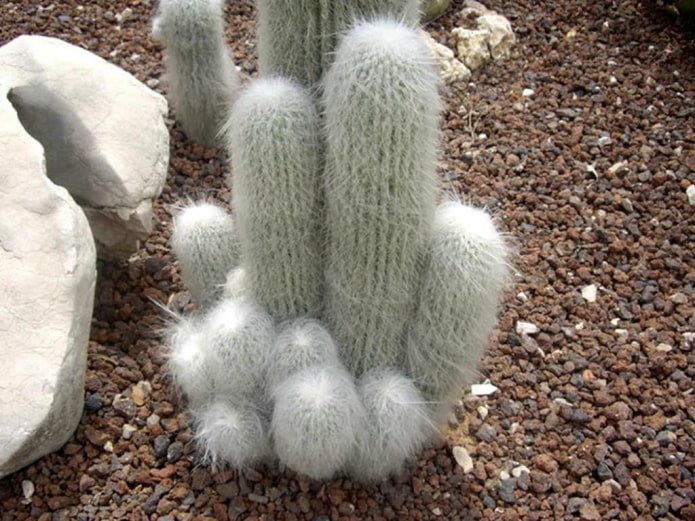 Cephalocereus senile
