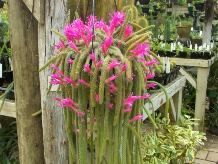 Dizocactus