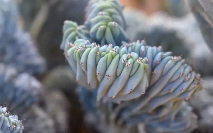 Myrtillocactus geometricus