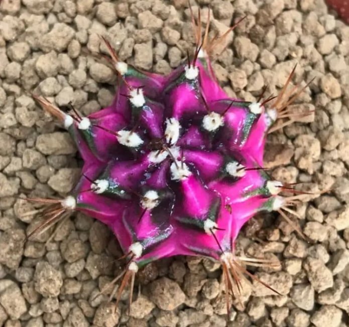 Gymnocalycium mihanovichii