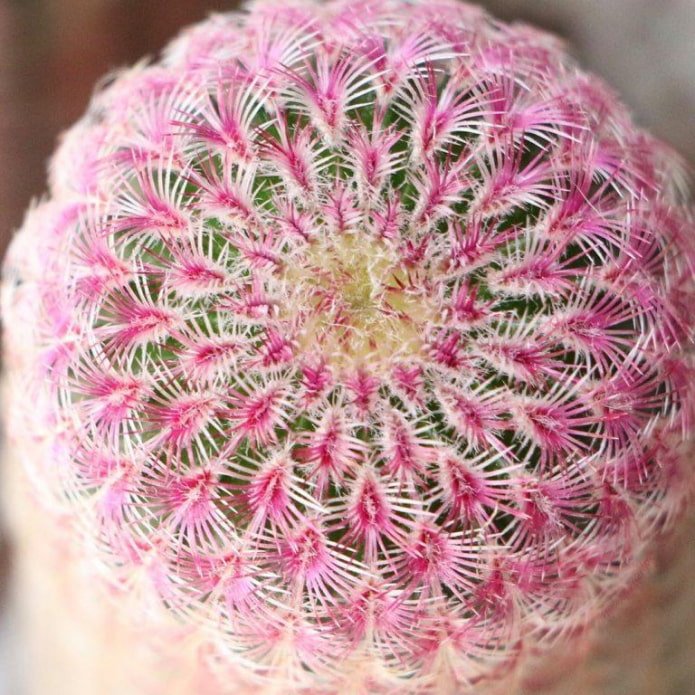 Echinocereus asterias