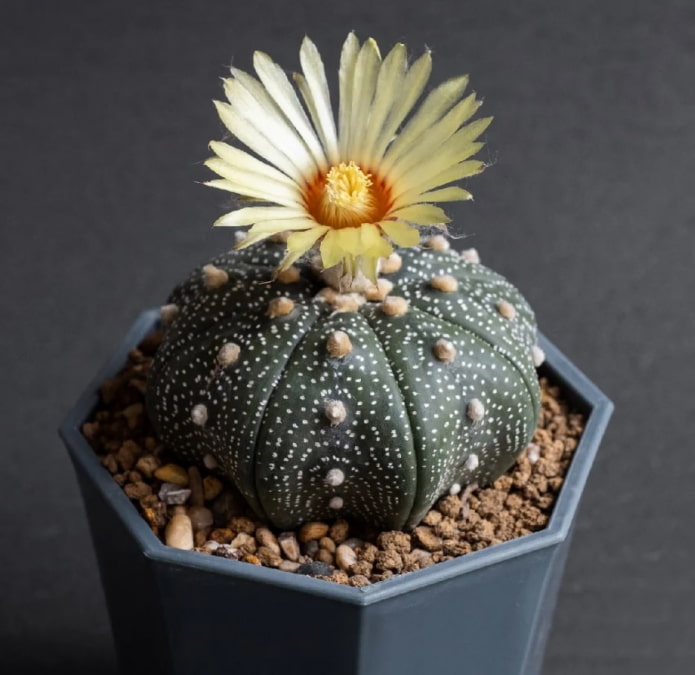 Astrophytum myriostigma