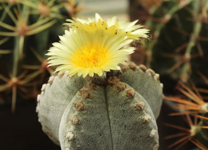 Astrophytum polystigma