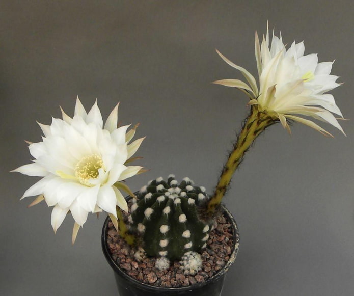 Echinopsis subdenudata