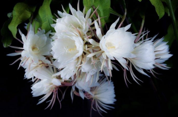 Epiphyllum Oxypetalum