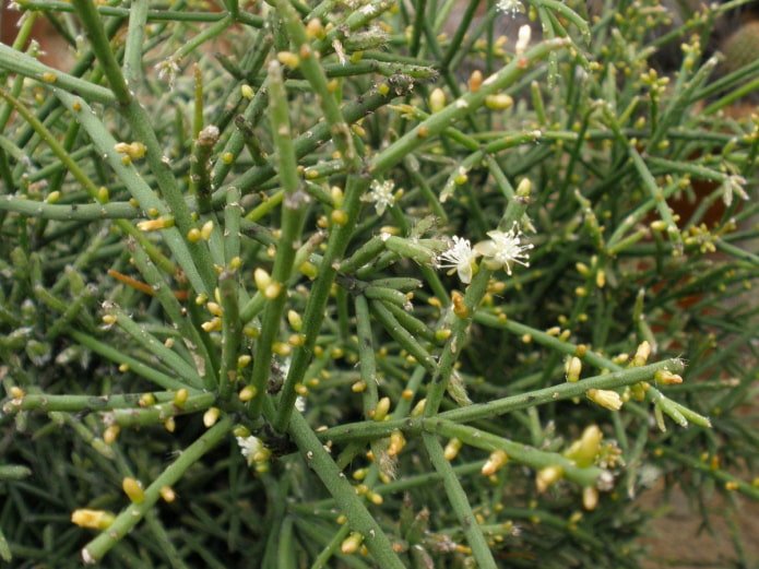 Rhipsalis