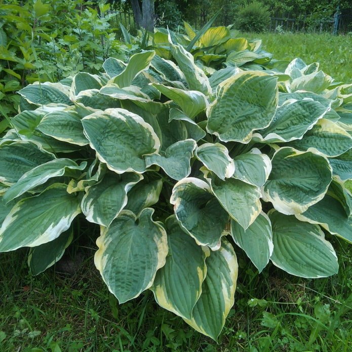 hosta
