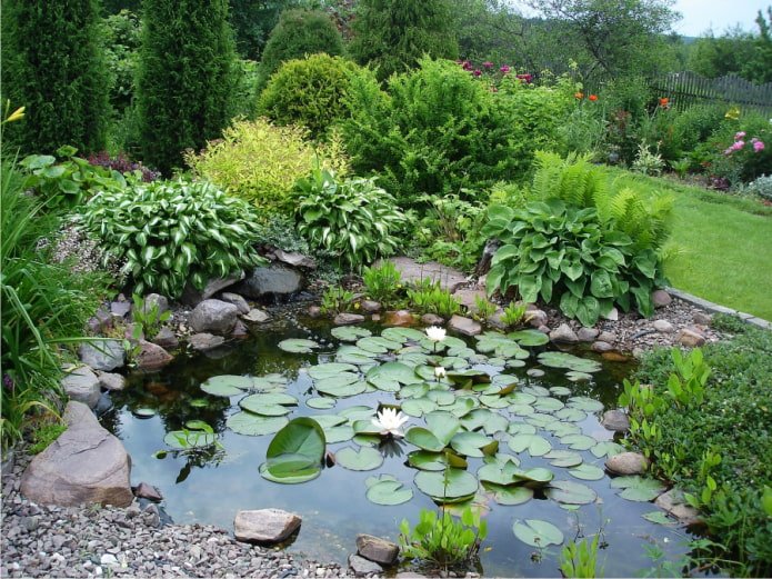 hosta près d'un étang