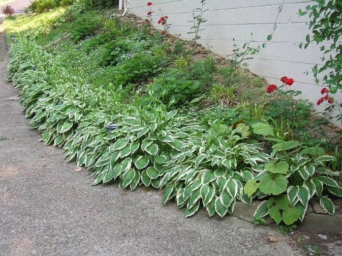 hosta le long du chemin