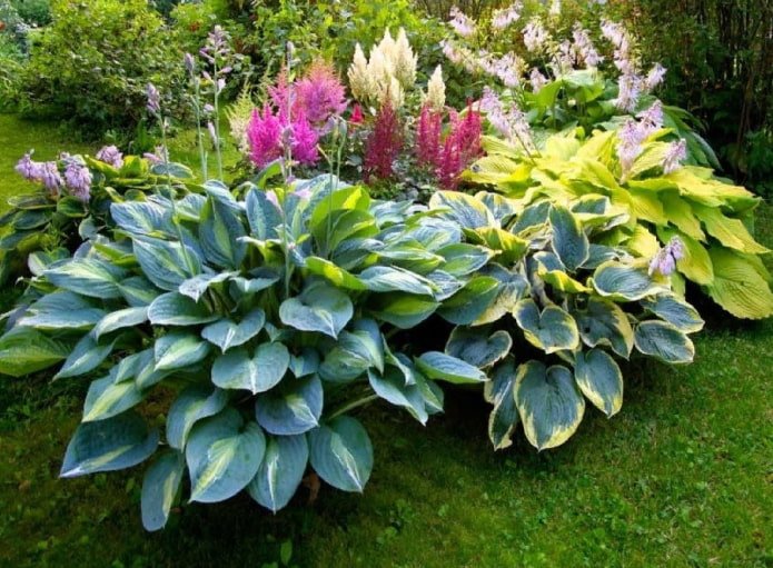 hosta dans un parterre de fleurs
