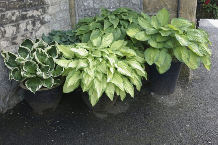 hostas en pots