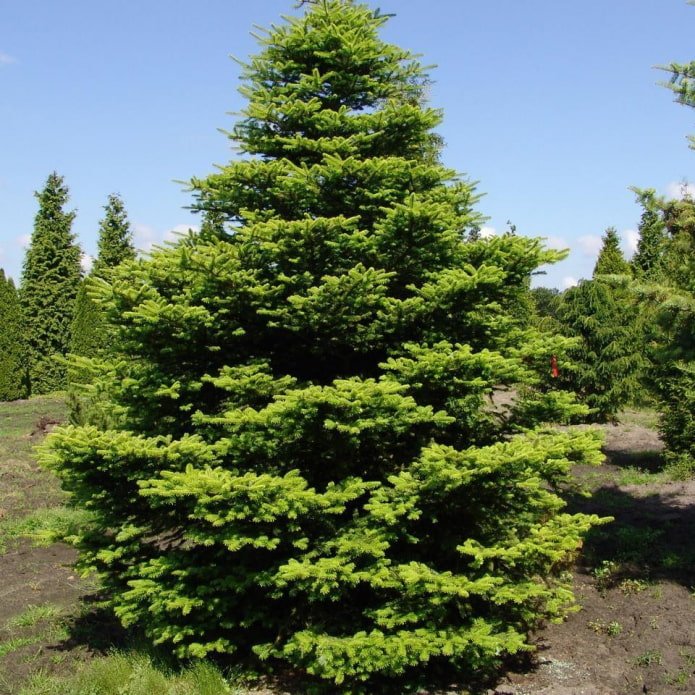Sapin