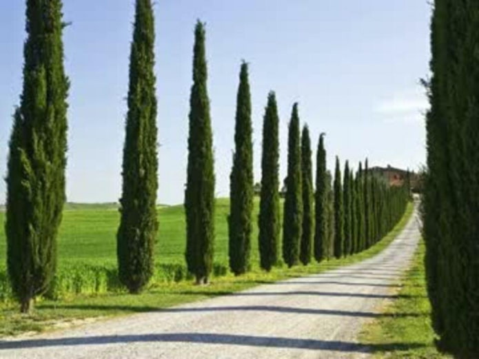 Cyprès