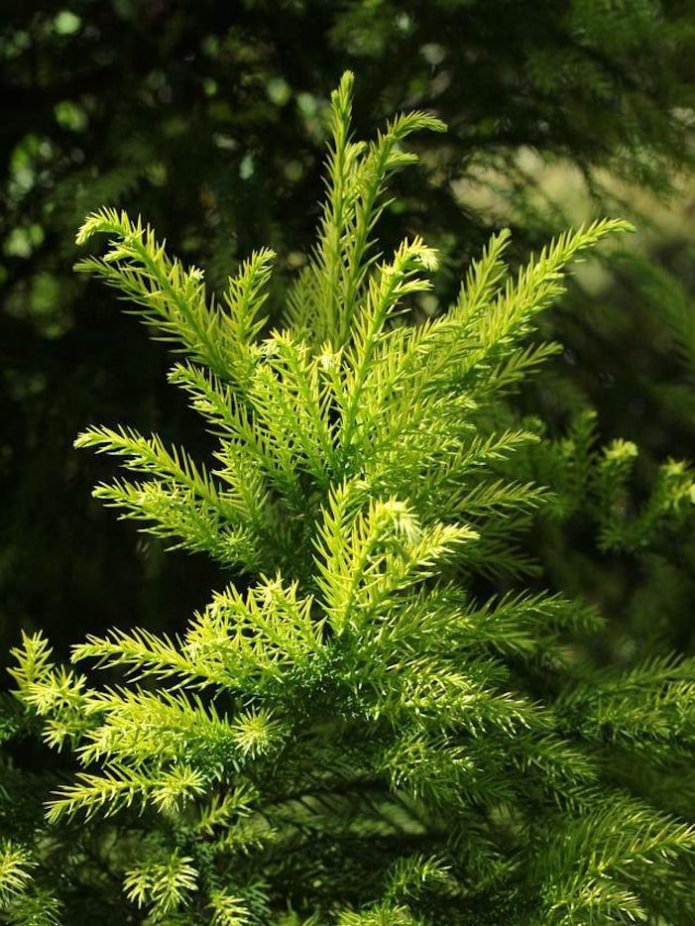Cryptomeria