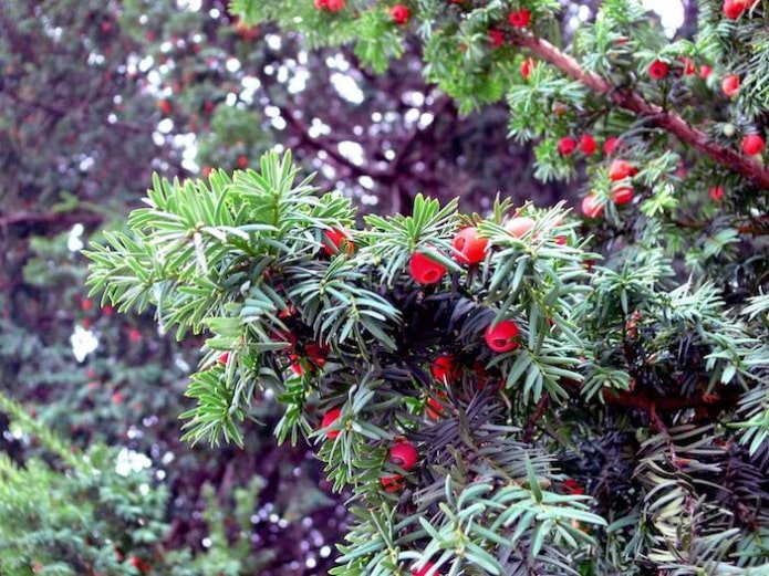 Baies et branches d'if