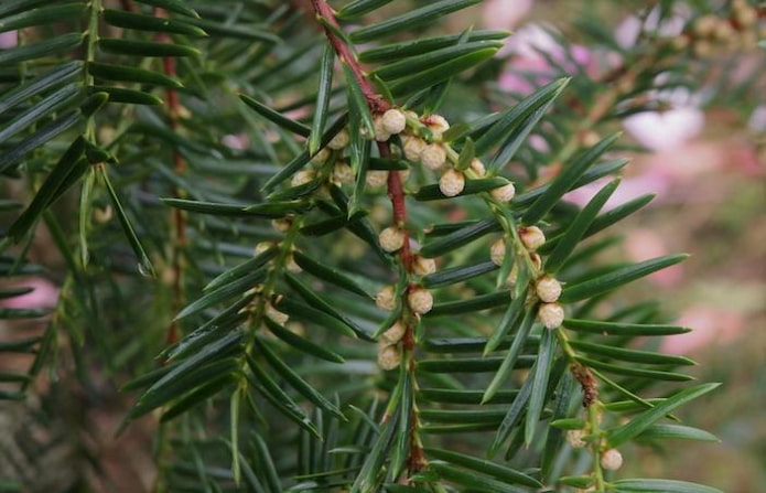 Torreya