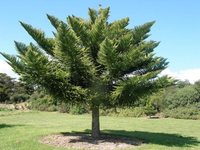Araucaria