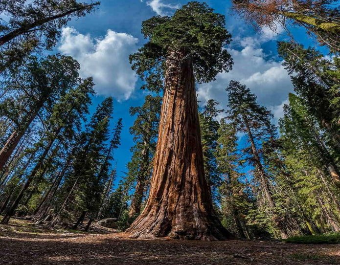 Sequoia