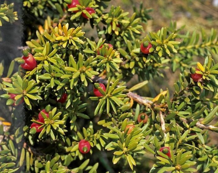 Plant Parasitaxus