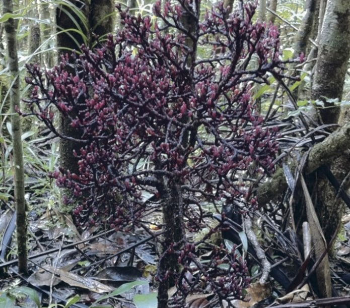 Plant Parasitaxus