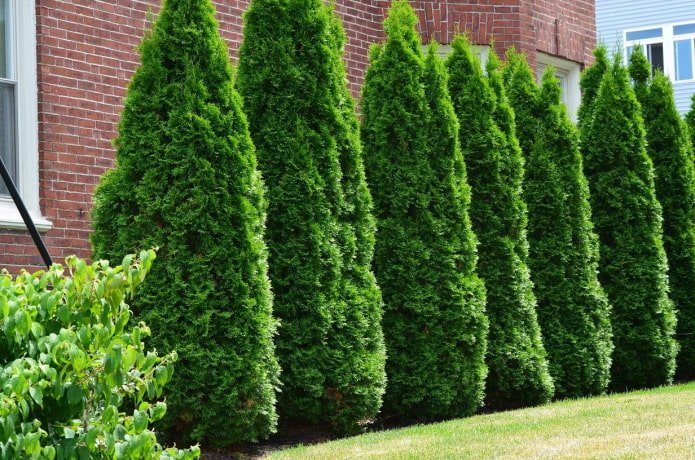 Thuja Smaragd