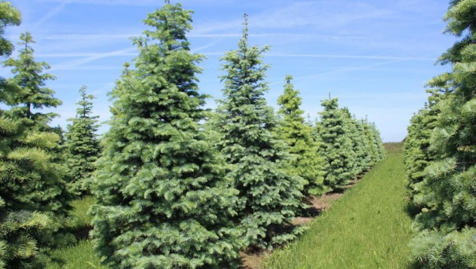 Abies concolor