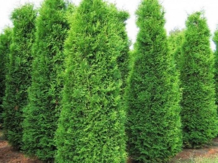 Thuja Brabant