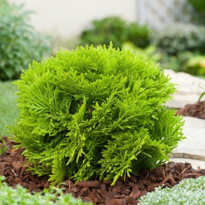 Thuja Danica