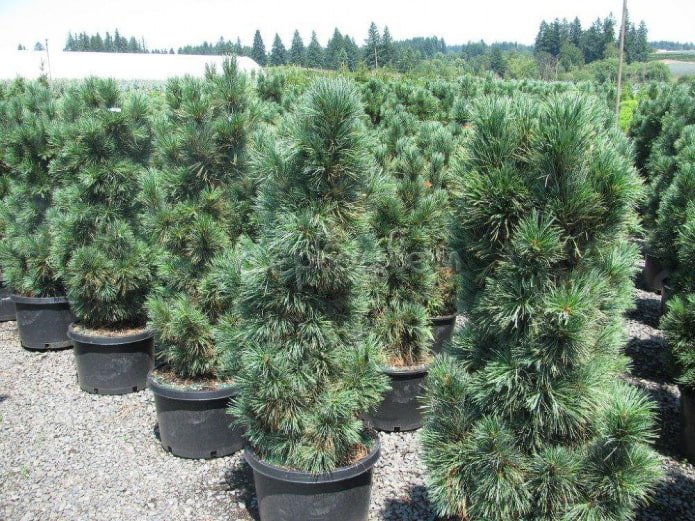 Pin Compacto Glauca