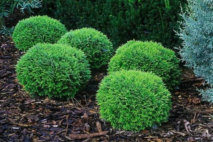 Thuja occidentalis