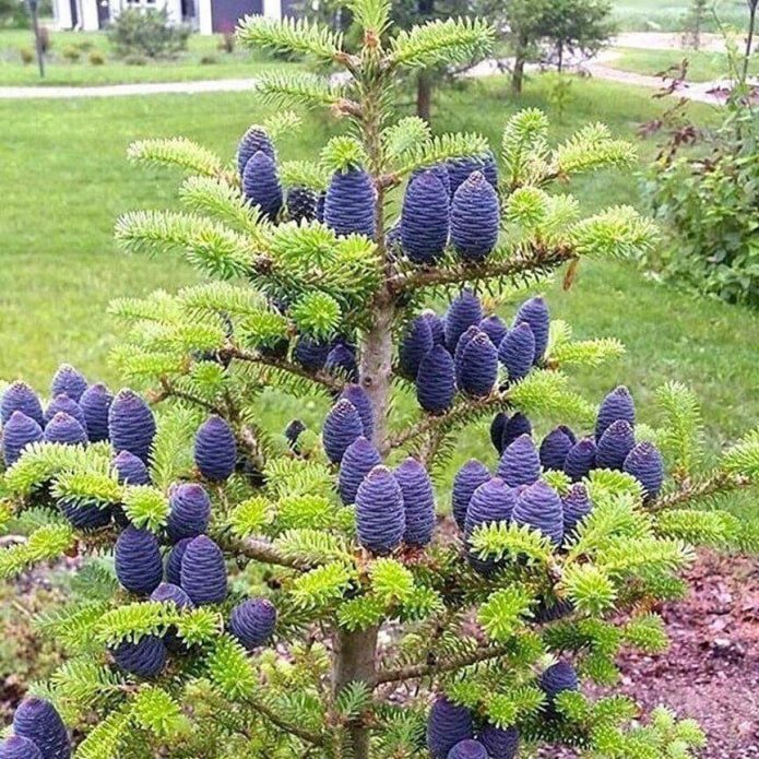 Sapin de Corée