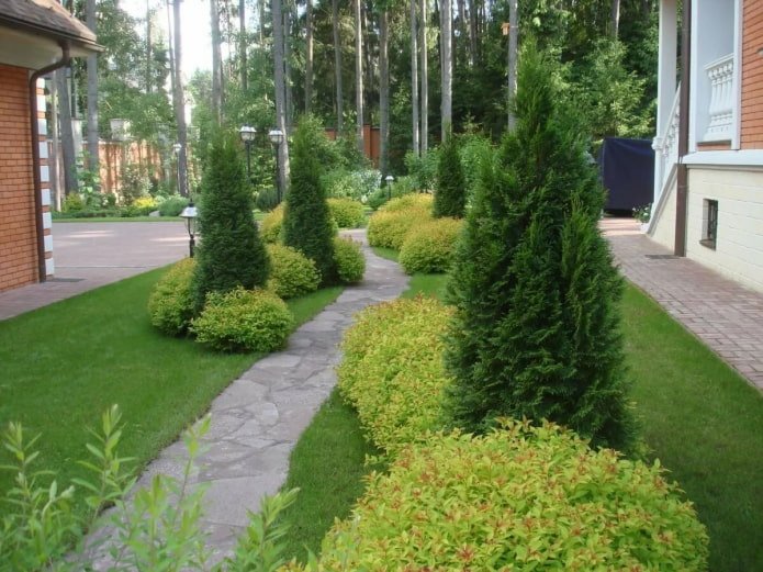 chemin de jardin encadré par des groupes de conifères