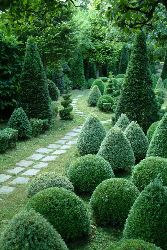 un chemin de promenade parmi des arbres taillés conifères