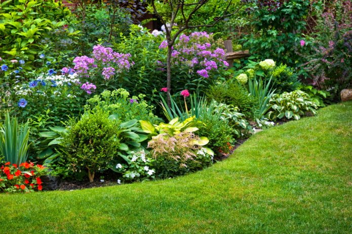 mixborder à fleurs d'été