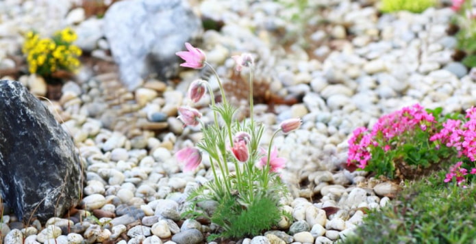 rockery spring