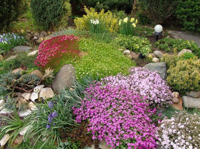 rocaille d'été