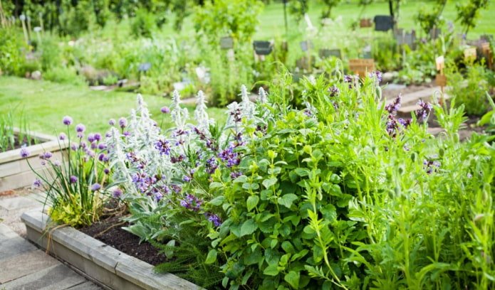 herbes aromatiques dans le parterre de fleurs