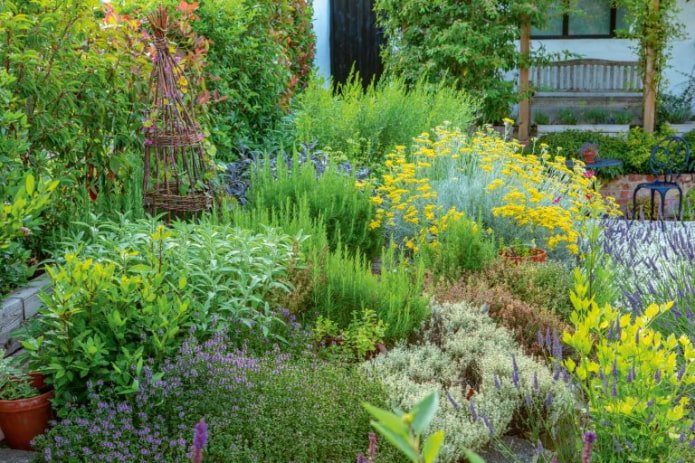 herbes aromatiques dans le jardin