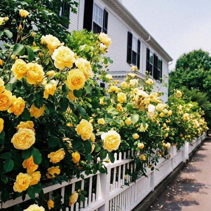 Rose jaune