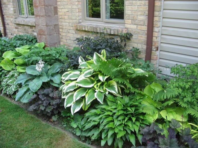 Parterre d'hostas