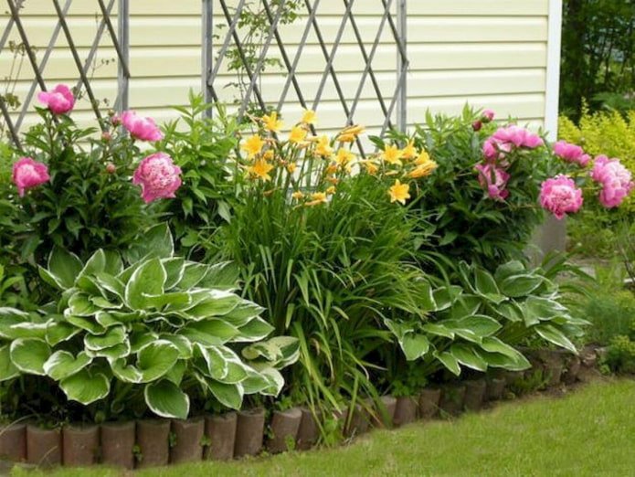 Parterre de pivoines