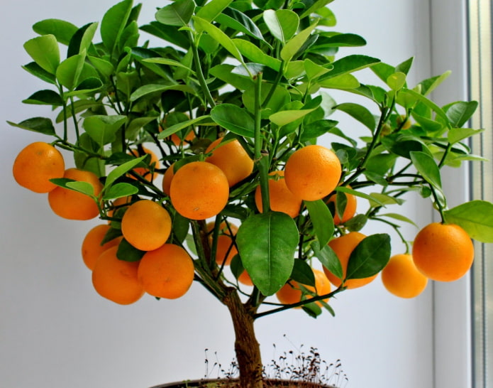 mandarin tree