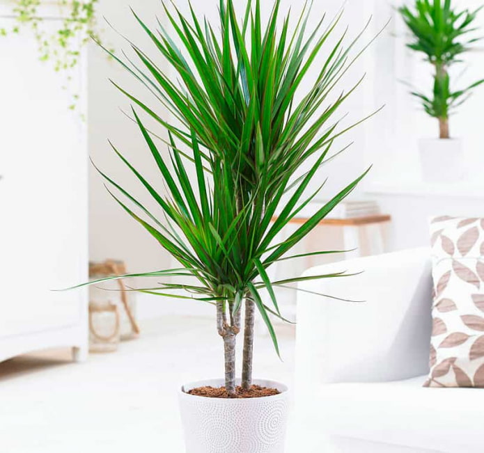 Dracaena bicolore