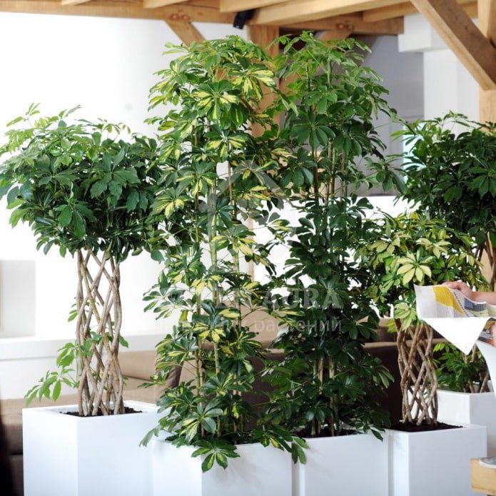 Schefflera