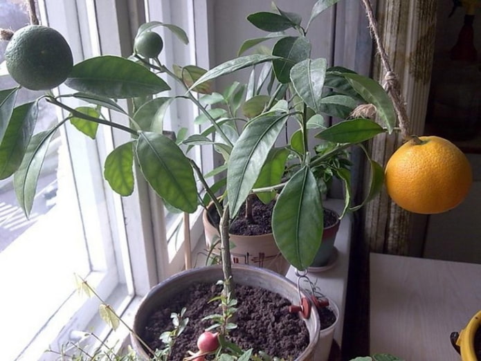 grapefruit