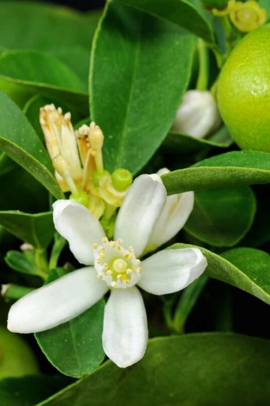 Floraison