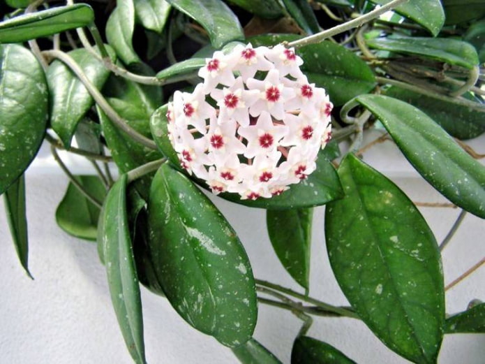 Hoya carnassial